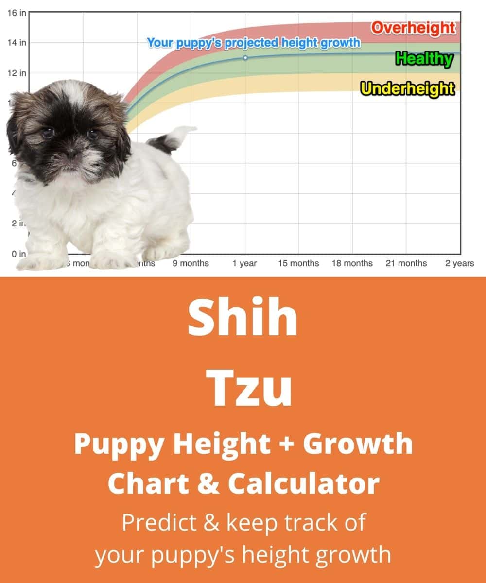 shih-tzu Puppy height Growth Chart